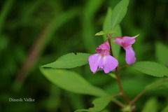 Impatiens balsamina var. rosea